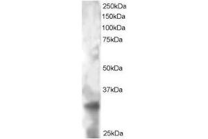 Image no. 1 for anti-Tetraspanin 32 (TSPAN32) (C-Term) antibody (ABIN374213) (TSPAN32 anticorps  (C-Term))