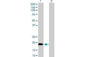 Western Blot analysis of TNFSF18 expression in transfected 293T cell line by TNFSF18 MaxPab polyclonal antibody. (TNFSF18 anticorps  (AA 1-177))