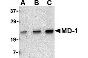 Western Blotting (WB) image for anti-Lymphocyte Antigen 86 (LY86) (C-Term) antibody (ABIN1030512) (LY86 anticorps  (C-Term))
