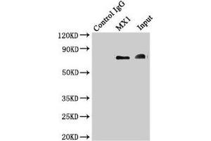 Immunoprecipitating MX1 in Hela whole cell lysate Lane 1: Rabbit control IgG instead of (1 μg) instead of ABIN7156641 in Hela whole cell lysate. (MX1 anticorps  (AA 7-172))