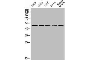 Western Blot analysis of L929 COLO 293T HELA MOUSE-brain cells using PTEN Polyclonal Antibody (PTEN anticorps)