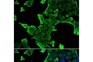Immunofluorescence analysis of A549 cells using NCS1 Polyclonal Antibody (NCS1 anticorps)