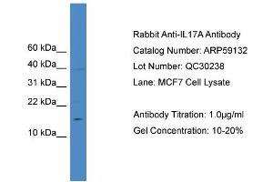 WB Suggested Anti-IL17A  Antibody Titration: 0.