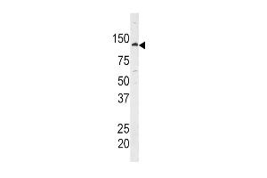 Western blot analysis of anti-HK1 Antibody (C-term) (ABIN392760 and ABIN2842211) in  cell line lysate.