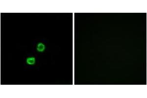Immunofluorescence analysis of MCF7 cells, using GCNT7 Antibody.
