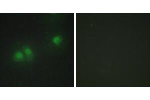 Peptide - +Western blot analysis of extracts from HUVEC cells and Jurkat cells, using ELAV2/4 antibody. (ELAV2/4 anticorps  (Internal Region))