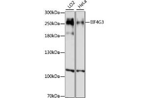Western blot analysis of extracts of various cell lines, using EIF4G3 antibody (ABIN6290367) at 1:1000 dilution. (EIF4G3 anticorps)