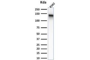 Western Blot Analysis of K562 cell lysate using CD43 Mouse Recombinant Monoclonal Antibody (rSPN/839). (Recombinant CD43 anticorps)