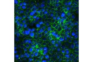 IF analysis of Claudin 3/CLDN3 using anti-Claudin 3/CLDN3 antibody (ABIN7602816). (Claudin 3 anticorps  (C-Term))