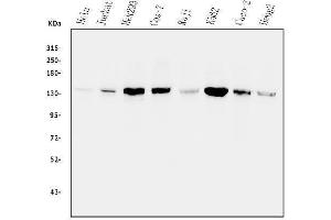 Western blot analysis of PPP1R12A using anti-PPP1R12A antibody (ABIN3043902). (PPP1R12A anticorps  (N-Term))