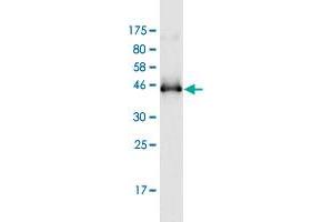 Western Blot detection against Immunogen (46.