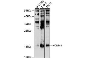 Western blot analysis of extracts of various cell lines, using KCNMB1 antibody (ABIN6129435, ABIN6142760, ABIN6142761 and ABIN6214389) at 1:1000 dilution. (KCNMB1 anticorps  (AA 30-102))