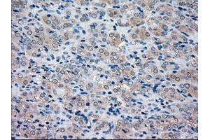 Immunohistochemical staining of paraffin-embedded pancreas tissue using anti-NRBP1mouse monoclonal antibody. (NRBP1 anticorps)