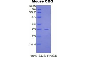 SDS-PAGE of Protein Standard from the Kit (Highly purified E.