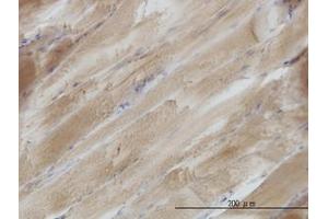 Image no. 1 for anti-SH3 Domain Binding Glutamic Acid-Rich Protein (SH3BGR) (AA 1-240) antibody (ABIN598927) (SH3BGR anticorps  (AA 1-240))