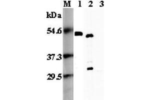 Western blot analysis using anti-FOXP3 (mouse), pAb  at 1:5'000 dilution. (FOXP3 anticorps)