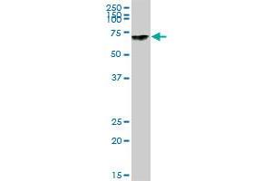 GBP4 MaxPab polyclonal antibody.