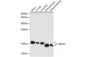 Western blot analysis of extracts of various cell lines using UBL4A Polyclonal Antibody at dilution of 1:1000. (UBL4A anticorps)