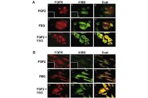 Colocalization of A1B3 and FGFR1 using IF. (FGFR1 anticorps  (AA 19-48))