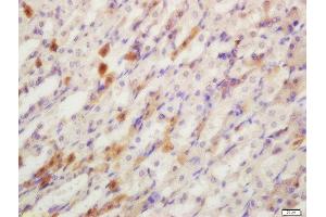 Formalin-fixed and paraffin embedded mouse stomach labeled with Rabbit Anti-YES1 Polyclonal Antibody, Unconjugated  at 1:200 followed by conjugation to the secondary antibody and DAB staining (YES1 anticorps  (AA 441-541))