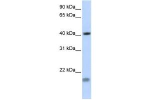 Western Blotting (WB) image for anti-Short Stature Homeobox 2 (SHOX2) antibody (ABIN2458013) (SHOX2 anticorps)
