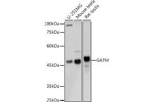 Western blot analysis of extracts of various cell lines, using GATM Rabbit pAb (ABIN6133283, ABIN6140984, ABIN6140985 and ABIN6222282) at 1:3000 dilution. (GATM anticorps  (AA 124-423))