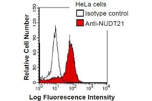 HeLa cells were fixed in 2% paraformaldehyde/PBS and then permeabilized in 90% methanol.