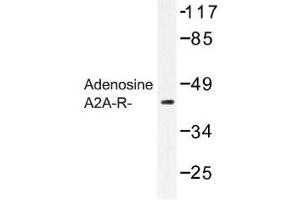 Image no. 1 for anti-Adenosine A2a Receptor (ADORA2A) antibody (ABIN317694) (Adenosine A2a Receptor anticorps)