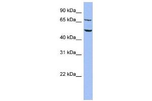 WB Suggested Anti-REPIN1  Antibody Titration: 0.