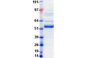Validation with Western Blot