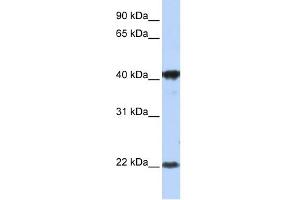 WB Suggested Anti-LIN7C Antibody Titration:  1 ug/ml  Positive Control:  MCF-7 whole cell lysates LIN7C is supported by BioGPS gene expression data to be expressed in MCF7 (LIN7C anticorps  (Middle Region))