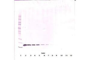 Image no. 1 for anti-Tumor Necrosis Factor (Ligand) Superfamily, Member 13b (TNFSF13B) antibody (ABIN1496804) (BAFF anticorps)