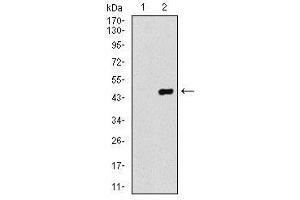 Image no. 2 for anti-Coactosin-Like Protein antibody (ABIN1497532) (COTL1 anticorps)