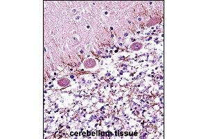 RARA Antibody (C-term) (ABIN657770 and ABIN2846746) immunohistochemistry analysis in formalin fixed and paraffin embedded human cerebellum tissue followed by peroxidase conjugation of the secondary antibody and DAB staining.