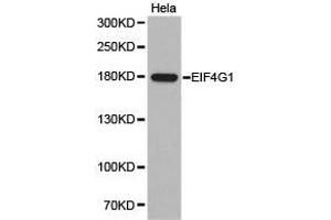 Western Blotting (WB) image for anti-Eukaryotic Translation Initiation Factor 4 Gamma, 1 (EIF4G1) antibody (ABIN1872506) (EIF4G1 anticorps)