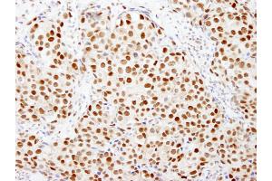 Immunohistochemistry (IHC) image for anti-FK506 Binding Protein 5 (FKBP5) (AA 407-457) antibody (ABIN7448566)