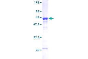 SDS-PAGE (SDS) image for Mediator Complex Subunit 4 (MED4) (AA 1-270) protein (GST tag) (ABIN1310673)
