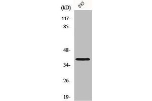 Western Blot analysis of 293 cells using Mos Polyclonal Antibody (MOS anticorps  (Internal Region))