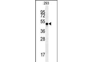 MYLK4 Antibody (C-term) (ABIN652158 and ABIN2840571) western blot analysis in 293 cell line lysates (35 μg/lane).