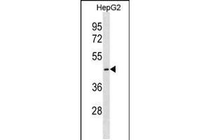 Western blot analysis in HepG2 cell line lysates (35ug/lane). (CTNS anticorps  (C-Term))