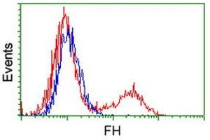 Image no. 2 for anti-Fumarate Hydratase (FH) antibody (ABIN1498267)
