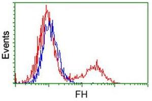 Image no. 2 for anti-Fumarate Hydratase (FH) antibody (ABIN1498267) (FH anticorps)