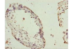 Immunohistochemistry of paraffin-embedded human testis tissue using ABIN7163721 at dilution of 1:100 (POC1A anticorps  (AA 138-407))