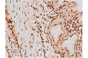 ABIN6267604 at 1/200 staining Mouse ganstric tissue sections by IHC-P.