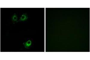 Immunofluorescence (IF) image for anti-Olfactory Receptor, Family 11, Subfamily L, Member 1 (OR11L1) (AA 201-250) antibody (ABIN2890919) (OR11L1 anticorps  (AA 201-250))