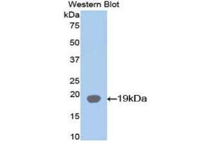 Western Blotting (WB) image for anti-Fatty Acid Binding Protein 2, Intestinal (FABP2) (AA 2-132) antibody (ABIN1078014)
