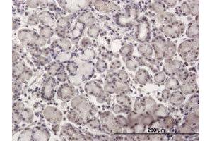 Immunoperoxidase of purified MaxPab antibody to NR2C2 on formalin-fixed paraffin-embedded human salivary gland. (TR4 anticorps  (AA 1-530))