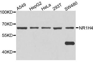 Western blot analysis of extract of various cells, using NR1H4 antibody. (NR1H4 anticorps)