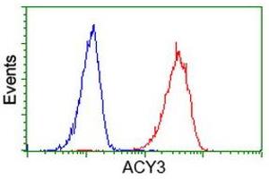 Image no. 4 for anti-Aminoacylase 3 (ACY3) antibody (ABIN1496467) (Aminoacylase 3 anticorps)