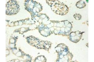 Immunohistochemistry of paraffin-embedded human small intestine tissue using ABIN7159541 at dilution of 1:100 (MT2A anticorps  (AA 1-59))